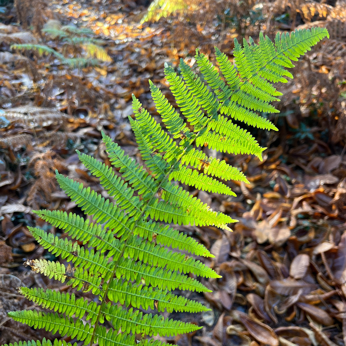 Finding Calm in November with Earth Tone