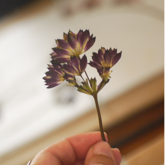 Preserving Your Wedding Flowers: A Lasting Keepsake with Earth Tone