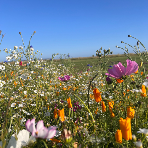 Nature's Colours: A Guide to Botanical Art