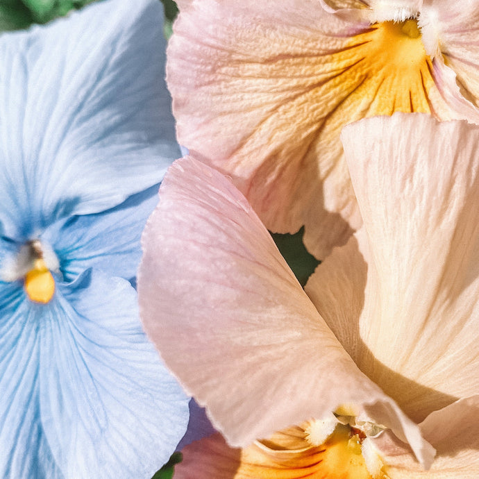 Embracing the Spring Equinox – A Time for Renewal, Nature & Creativity